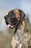 DOGUE ALLEMAND 207